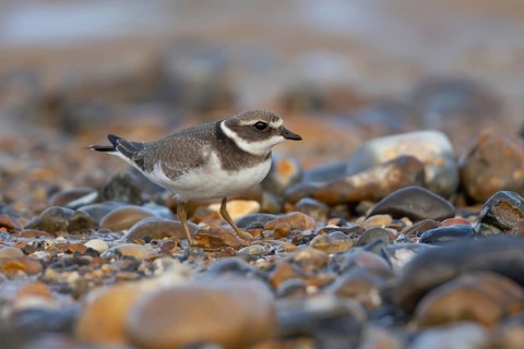 Ringed plover (Charadrius hiaticula) juvenile wading bird on a shingle beach in summer, England,