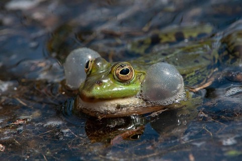 Marsh Frog, Pelophylax Ridibunda, Pelophylax Ridibundus, Rana Ridibunda, Sea Frog, Amphibian, Frog,