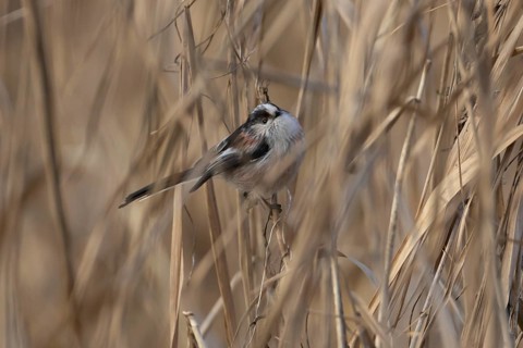 Long tailed tit (Aegithalos caudatus) adult bird in a reedbed, England, United Kingdom