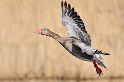 Greylag goose (Anser anser), flying, North Rhine-Westphalia, Germany