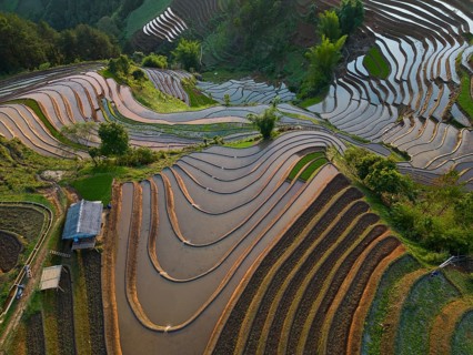 Aerial view of rice terraces setting new fresh green rice, new fresh green rice seedlings at Mù