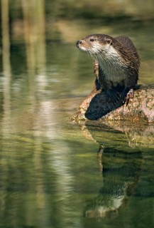 Carnivora, Eurasian otter, Lutra Lutra, predators, FFH, high size, portrait format, mammals,