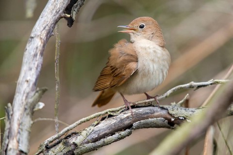 Luscinia megarhynchos, nightingale, birds, plumage, passeri, preening, songbirds, songbirds, birds