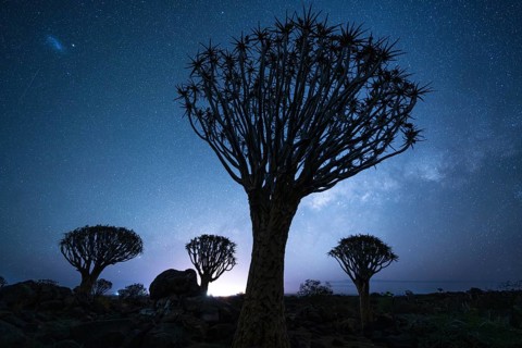 Quiver trees (Aloe dichotoma), night shot with starry sky, quiver tree forest in Garaspark near