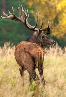 Artiodactyla, Cervus Elaphus, even-toed ungulate, cloven-hoofed, red deer, deer, high size, deer,
