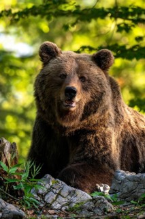 European brown bear (Ursus arctos arctos), in the forest, Dolenjska region, Slovenia