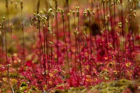 Brosswort, Bullwort, Drosera Rotundifolia, Droseraceae, Lord Spoon, Sky Spoon, Sky Dew, Round Leaf