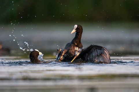 Eurasian Coot Coot, Fulica Atra, Battle, Birds, Coot, Coot, Fight, Gruiformes, Fight, Crane Birds,