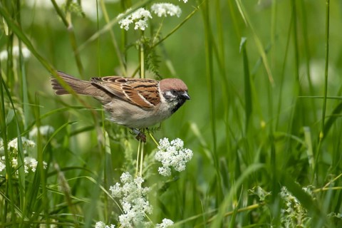 Tree sparrow (Passer montanus) adult bird on a Cow parsley plant stem, England, United Kingdom