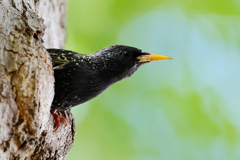 Starling (Sturnus vulgaris), an adult bird peering out of its nesting cavity, North