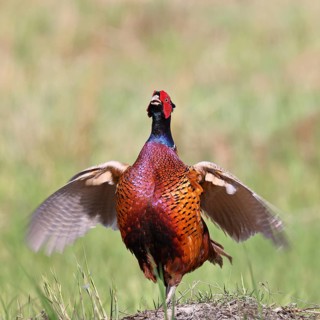 Pheasant, hunting pheasant (Phasianus colchicus), adult male bird during mating call in a meadow,