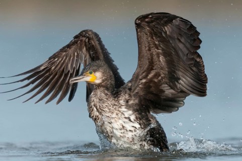 Black shag, cormorant, phalacrocorax carbo, bath, bathe, birds, flying, flight, immaturus, not