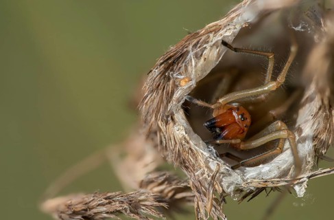 Nurse's thorn finger, arachnida, cheiracanthium punctorium, thorn finger, arachnids, spiders,