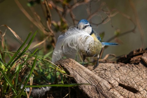 Blue tit, parus caeruleus, birds, feathers, tits, nest building, passeri, songbirds, tits, birds