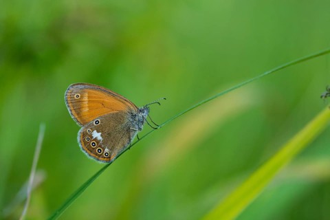 Coenonympha arcania, pearly heath, peargrass moth, white-coined meadowbird, butterfly, insects,