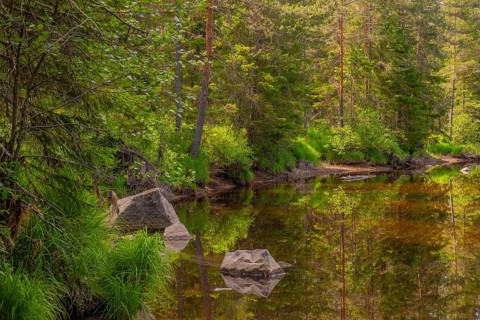 View of the banks of the river Fjellgardselva, Drangedal, Telemark, Norway