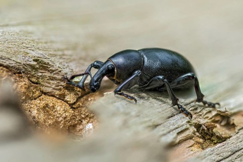 Carrot weevil, curculionidae, chervil weevils, liparus coronatus, weevils, beetles, coleoptera,