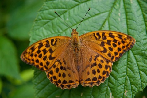 Argynnis Paphia, Kaisermantel, Silver-Washed Fritillary, Butterfly, Insects, Butterfly,