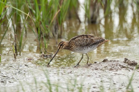 Common snipe (Gallinago gallinago) adult wading bird in shallow water of a lake, England, United