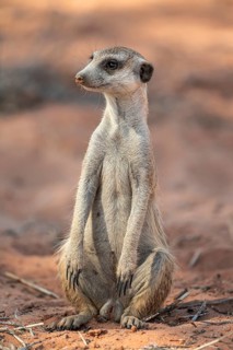 Sitting meerkat (Suricatta suricata), funny, Kgalagadi Transfrontier Park, Northern Cape, South