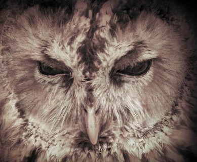 A great grey owl or great gray owl, Strix nebulosa, digitally edited