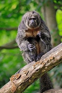 White-headed saki (Pithecia pithecia), pale-headed saki, adult, female, sitting, tree trunk, alert,