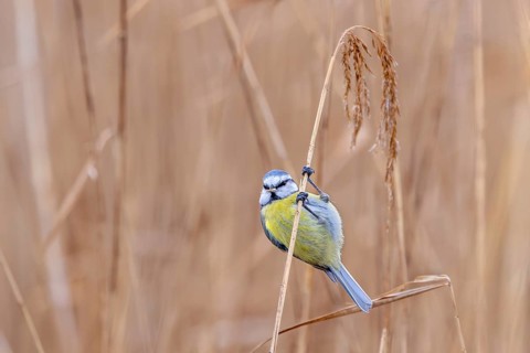 Eurasian blue tit (Cyanistes caeruleus, Parus caeruleus) perched on reed stem while foraging in