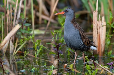 Rallus aquaticus, water rail, birds, gruiformes, cranes, rails, harrows, rallidae, birds,
