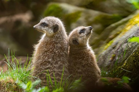 Meerkat (Suricata suricatta) standing sweet and curious on a rock, captive, occurrence Africa