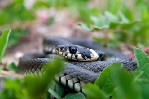 2010, Brandenburg, Germany, grass snake, Nabu, national natural heritage, Natrix Natrix, natural