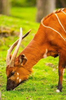 Bongo (Tragelaphus eurycerus) on a meadow in spring, portrait, captive, Germany