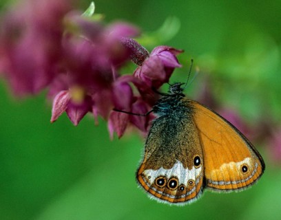 Coenonympha arcania, pearly heath, peargrass moth, white-coined meadowbird, butterfly, insects,