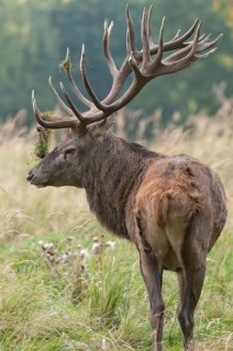 Artiodactyla, Cervus Elaphus, even-toed ungulate, cloven-hoofed, red deer, red deer, rutting, high
