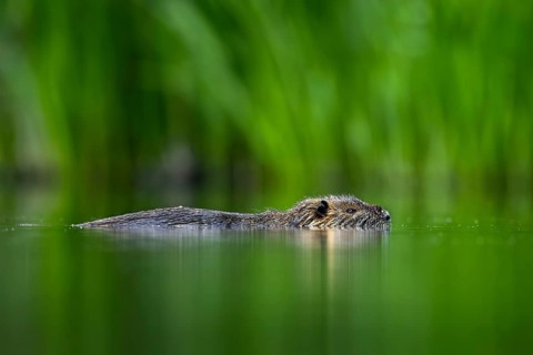 Coypu, nutria (Myocastor coypus) swimming in pond along reed bed, invasive rodent in Europe, native