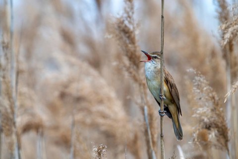 Acrocephalus Arundinaceus, Brandenburg, Germany, throttle warbler, Great Reed Warbler, Nabu, Nabu