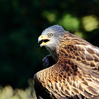 Red Kite (Milvus milvus), head portrait, animal portrait, in captivity, Rhineland-Palatinate,