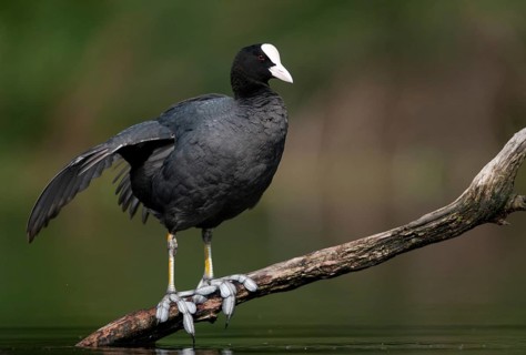 Eurasian Coot Coot, Fulica Atra, Birds, Coot Rail, Gruiformes, Crane Birds, Rails, Rallidae, Birds,