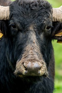Artiodactyla, Bubalus Arnee, Even-Toed Ungulate, Frießnitzer See, Germany, Greiz, Paarhufer,