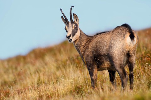 Chamois (Rupicapra rupicapra) in autumn, Vosges, France
