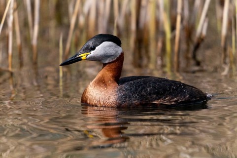Podiceps grisegena, red-necked grebe, red-necked grebe, birds, grebe, podicipedidae, divers, birds,
