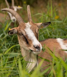 Artiodactyla, Capra aegagrus hircus, even-toed ungulate, domestic goat, cloven-hoofed, grazing,