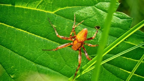 Close-up: An orange marsh cross spider, or strawberry spider (Araneus alsine), crawls across a
