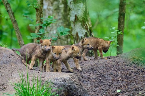 A group of wolf cubs curiously explore the forest floor in the background, wolf (Canis lupus),