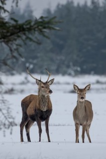 Red deer (Cervus elaphus) and red deer in a meadow in a snow-covered winter landscape, winter,