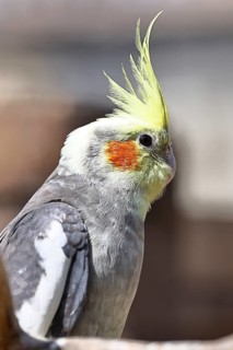Cockatiel (Nymphicus hollandicus), animal portrait, Hesse, Germany