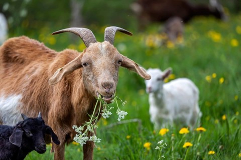 Goats on a pasture in the Swabian Jura. The animals are used as landscape conservationists. St.
