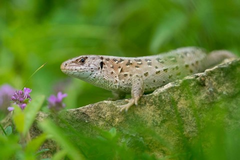 Lacerta agilis, sand lizard, critters, lizards, lizards, lizards, lizards, reptilia, reptiles,