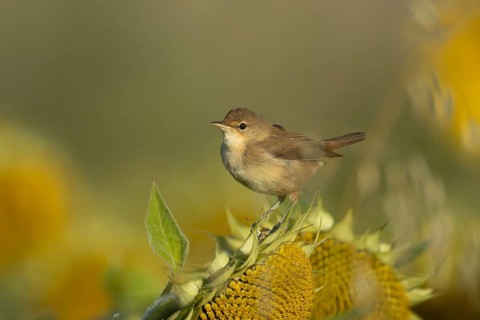 Reed warbler (Acrocephalus scirpaceus) adult bird on a sunflower seedhead in summer, England,
