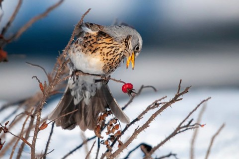 Fieldfares, Turdus pilaris, juniper thrush, birds, thrush, passeri, songbirds, thrush, birds