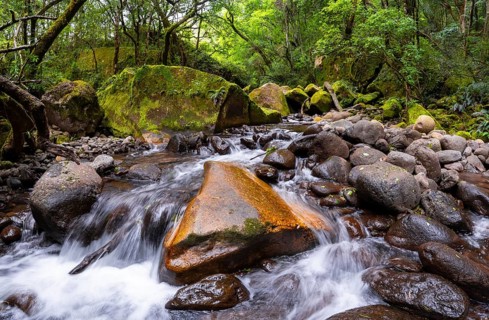 Mhlwazini River flows through thick forest, original mountain forest, Rainbow Gorge,